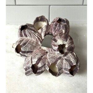 6” Natural Purple Barnacle Cluster Coral Aquarium Decor Beach Nautical Sea Vtg